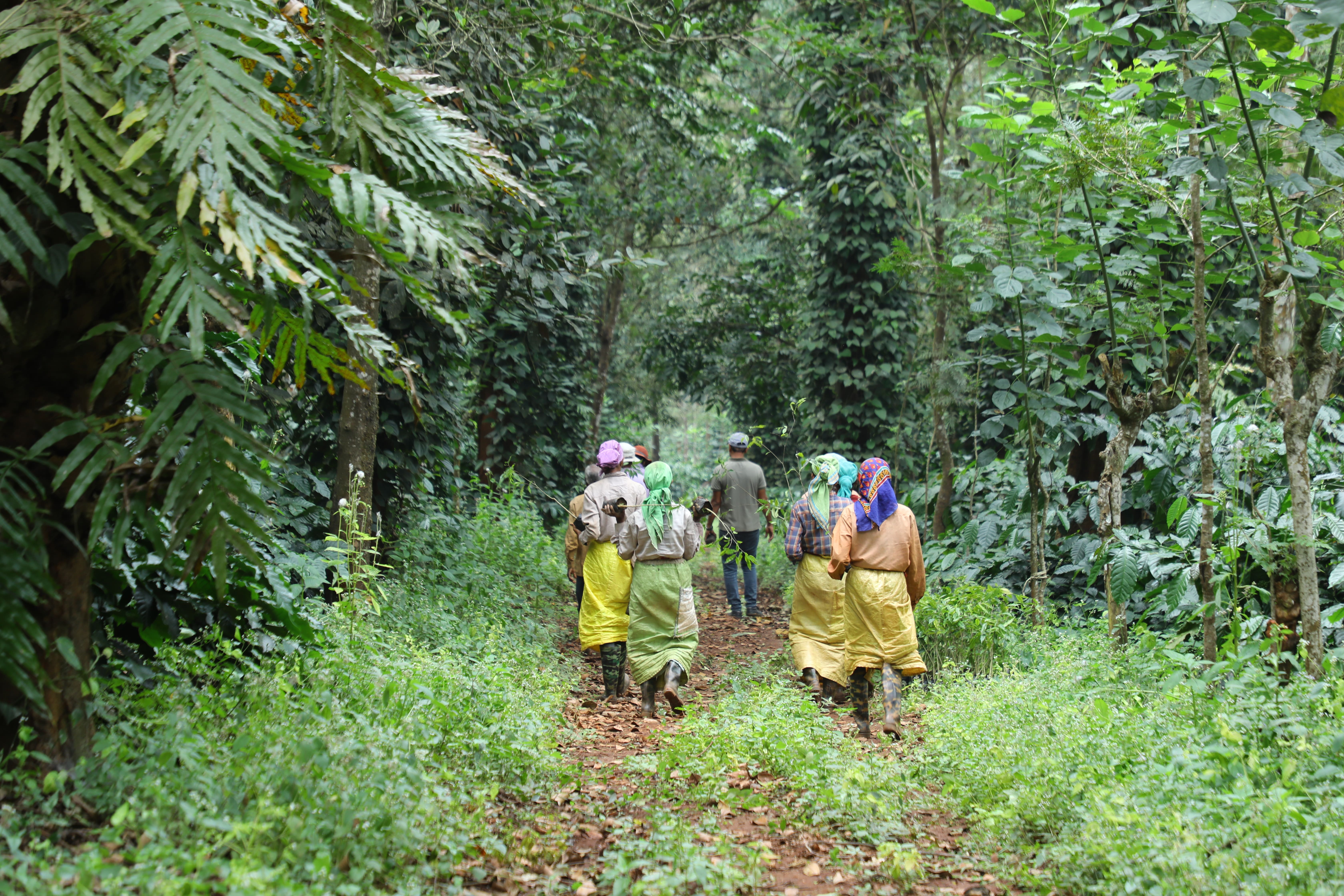 Coffee plantation